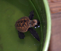 Hawskbill Hatchling